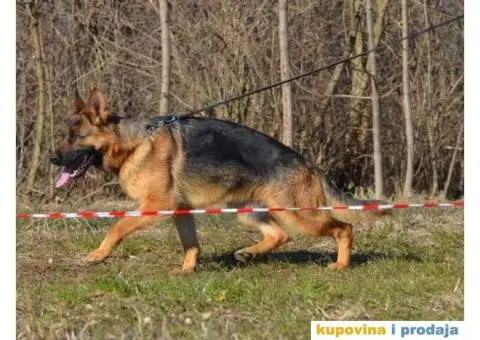 Nemački Ovčar - 3/8