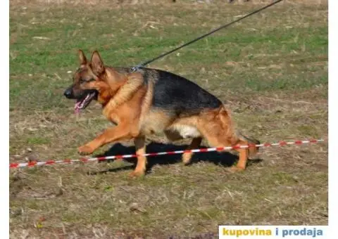 Nemački Ovčar - 4/8