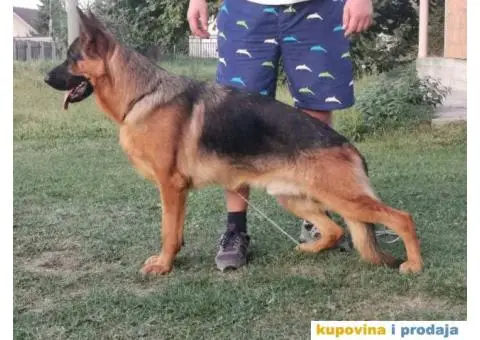 Nemački Ovčar - 5/8