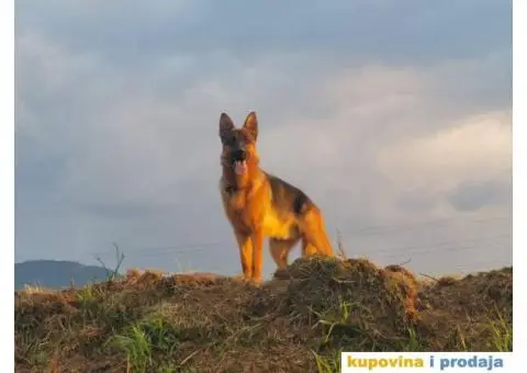 Nemački Ovčar - 6/8