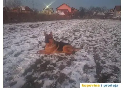 Nemački Ovčar - 7/8