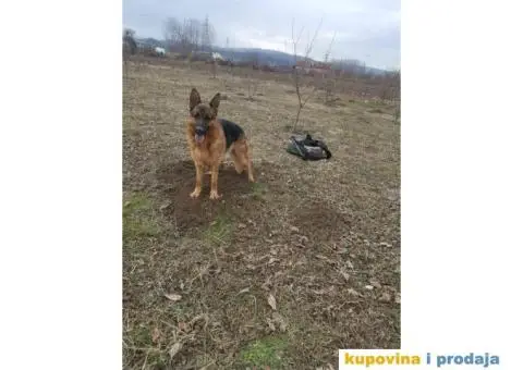 Nemački Ovčar - 8/8