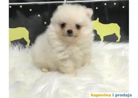 Pomeranski Špic - 1/7