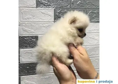 Pomeranski Špic - 2/7