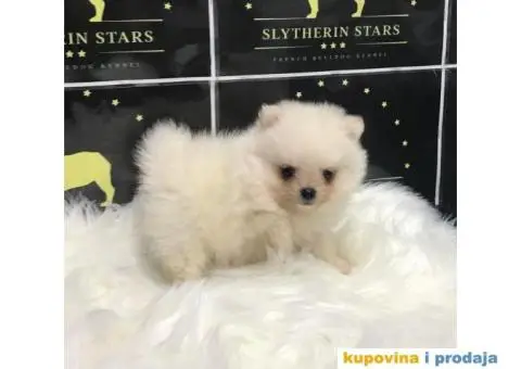 Pomeranski Špic - 3/7