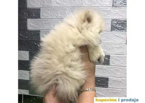 Pomeranski Špic - 4/7