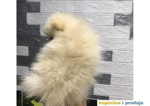 Pomeranski Špic - 5/7