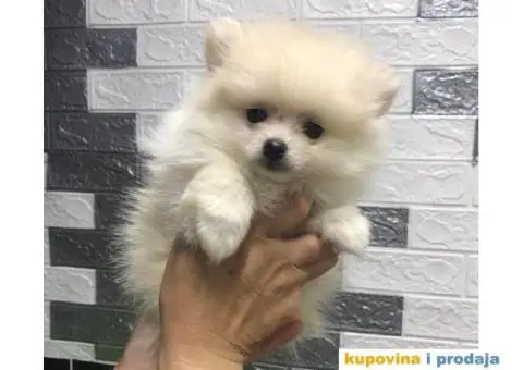 Pomeranski Špic - 6/7