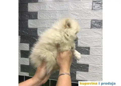 Pomeranski Špic - 7/7