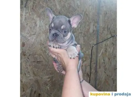 Egzoticni Francuski buldozi - 10/14