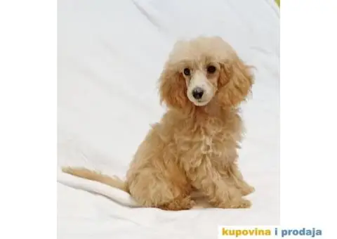 Patuljasta Pudla - 1/8