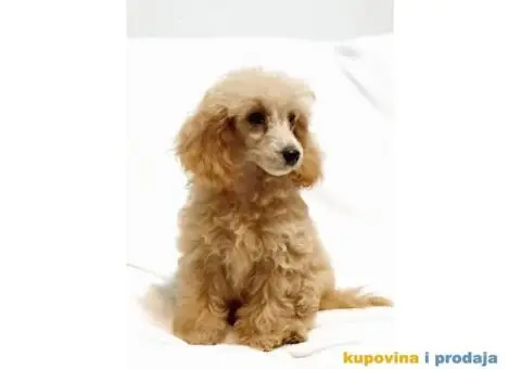 Patuljasta Pudla - 2/8