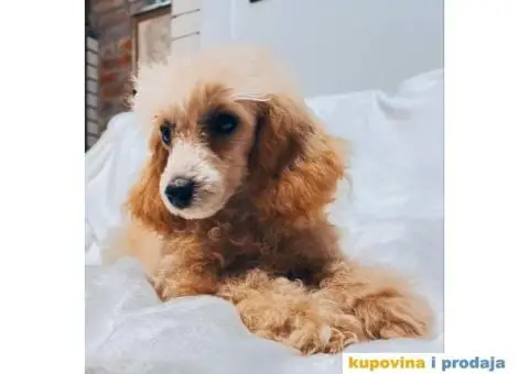 Patuljasta Pudla - 6/8