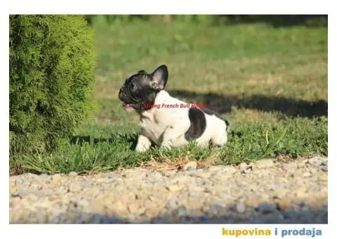 Francuski Buldog - 1/4