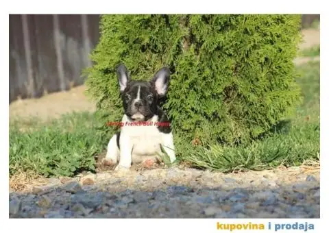 Francuski Buldog - 2/4