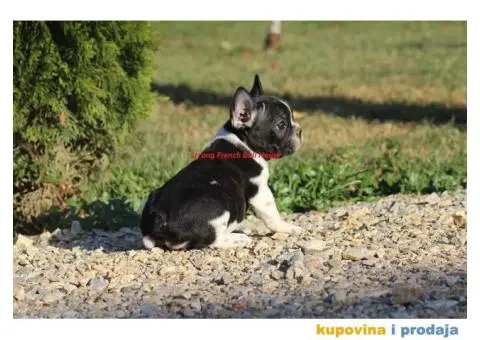 Francuski Buldog - 3/4