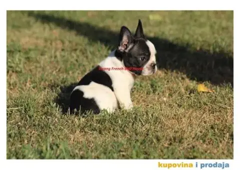 Francuski Buldog - 4/4