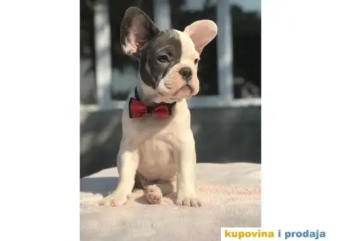Francuski Buldog - 1/15