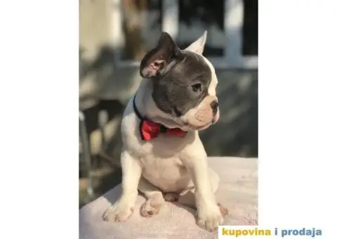 Francuski Buldog - 2/15