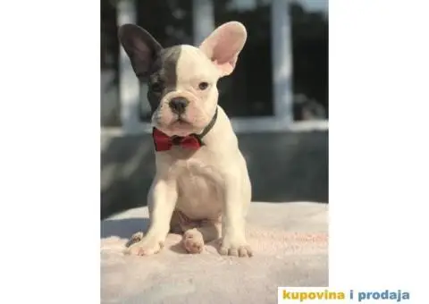 Francuski Buldog - 3/15