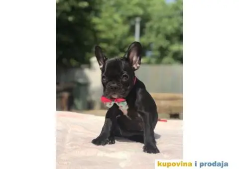 Francuski Buldog - 4/15