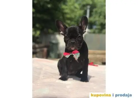 Francuski Buldog - 5/15
