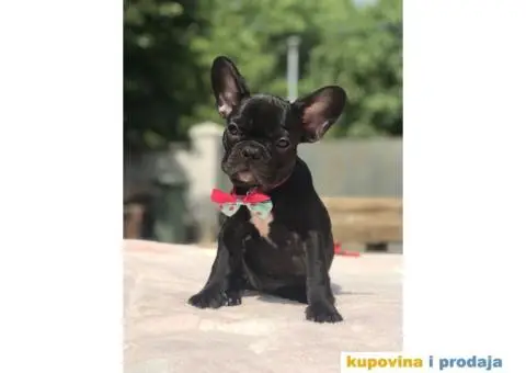 Francuski Buldog - 6/15