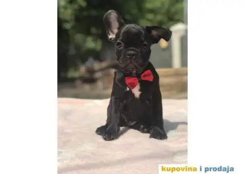 Francuski Buldog - 7/15