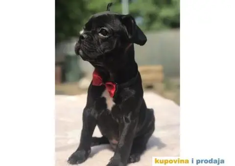 Francuski Buldog - 8/15