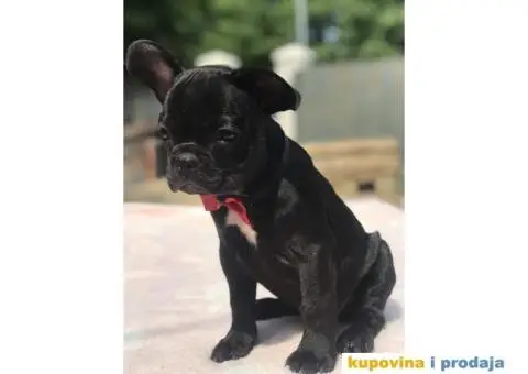 Francuski Buldog - 9/15