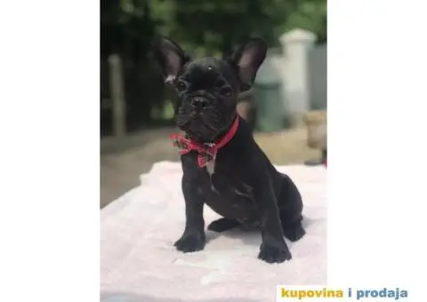 Francuski Buldog - 10/15