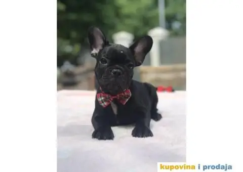 Francuski Buldog - 11/15