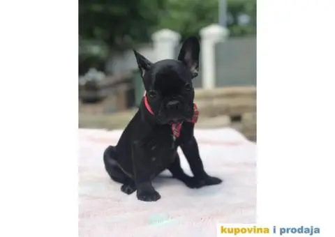 Francuski Buldog - 12/15