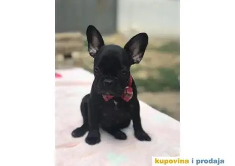 Francuski Buldog - 13/15