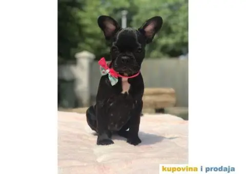 Francuski Buldog - 14/15