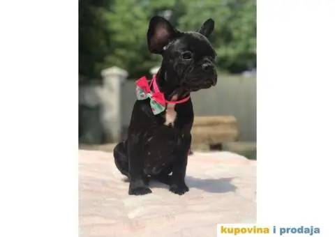 Francuski Buldog - 15/15