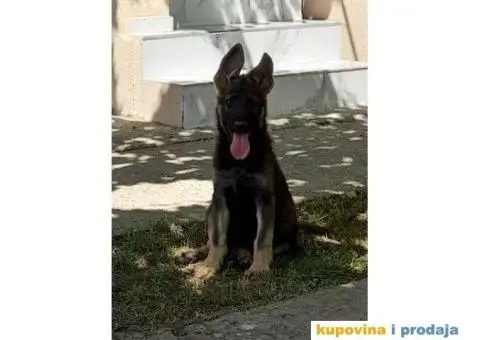 Nemački Ovčar - 1/8