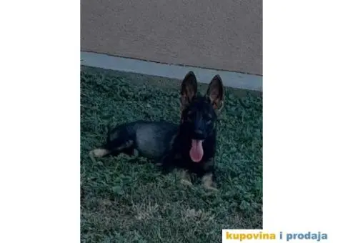 Nemački Ovčar - 2/8