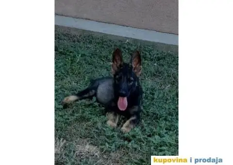 Nemački Ovčar - 3/8