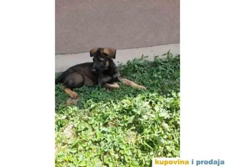 Nemački Ovčar - 4/8