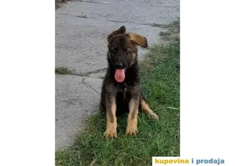 Nemački Ovčar - 5/8