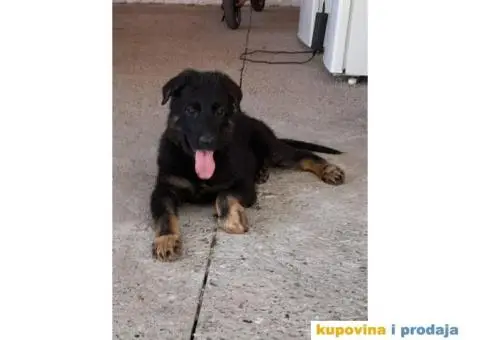 Nemački Ovčar - 6/8