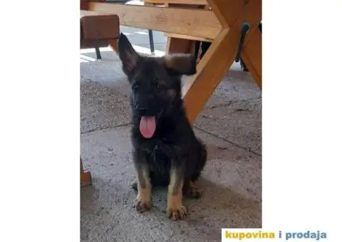 Nemački Ovčar - 7/8