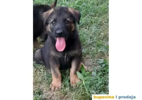 Nemački Ovčar - 8/8