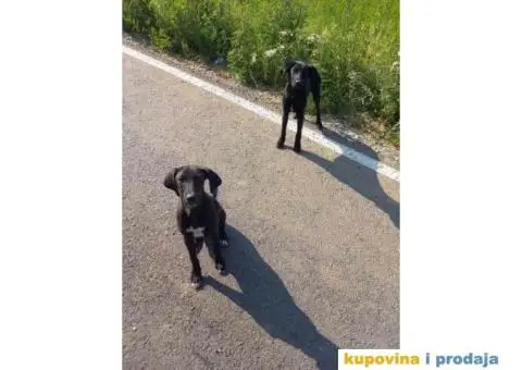 Crne kuce TRAŽE DOM - 1/4