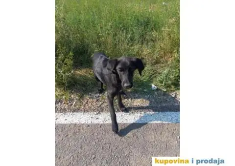 Crne kuce TRAŽE DOM - 2/4