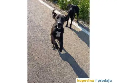 Crne kuce TRAŽE DOM - 3/4