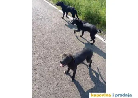 Crne kuce TRAŽE DOM - 4/4
