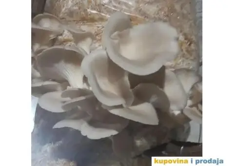 Prodaja pečuraka bukovača - 2/8