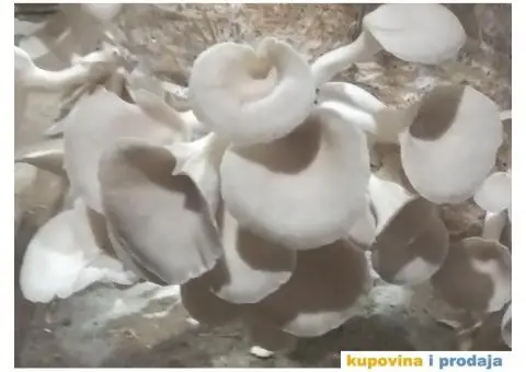 Prodaja pečuraka bukovača - 3/8